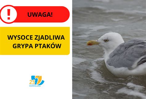 Ptasia grypa Nakazy i zakazy dla posiadaczy ptaków Powiat Wodzisławski