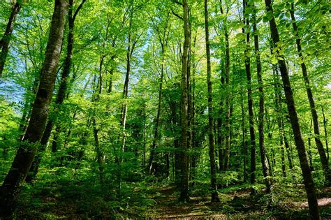 Fageda D En Jord Girona Fueradeserie Viajes