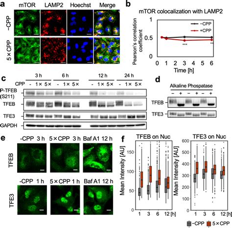 Cpps Induced Mtorc Dissociation From Lysosomes And Trigger