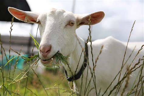 Key Rules To Improve Feed Conversion Ratio Fcr In Goats For More