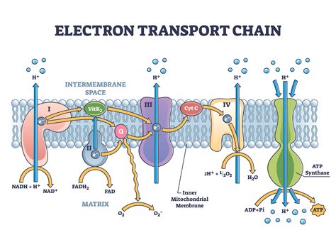 Définition Chaîne Respiratoire Principe Et Explications