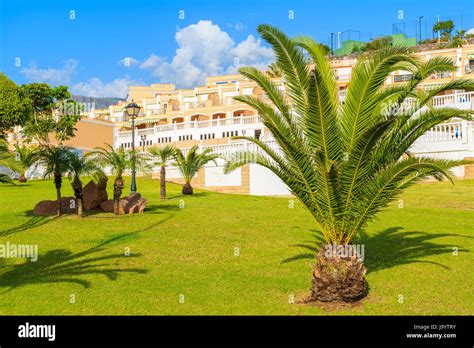 Palm Tree In Gardens Of Traditional Holiday Apartments Complex In Costa