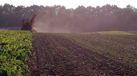 beet harvesting in field at sunset Stock Video Footage 00:11 SBV-316101287 - Storyblocks