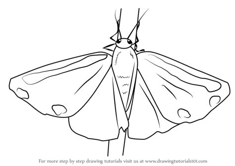 Learn How To Draw A Cinnabar Moth Insects Step By Step Drawing