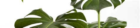 Monstera Deliciosa Fensterblatt Garten Und Ambiente