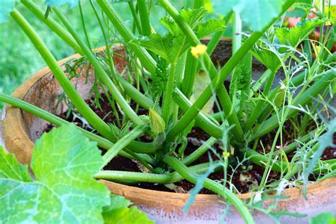 Grow Zucchini In Containers 15 Tips For Huge Harvests