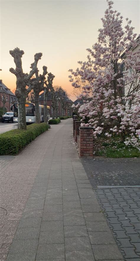 Spring Sunset cherry blossom tree | Sunset photography, Spring ...