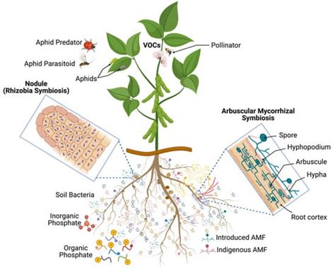 Microorganisms Free Full Text Microbial Based Plant Biostimulants