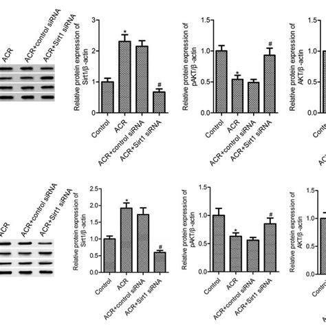 Acr Induced The Activation Of Sirt1pi3kakt Signaling Pathway In U87 Download Scientific