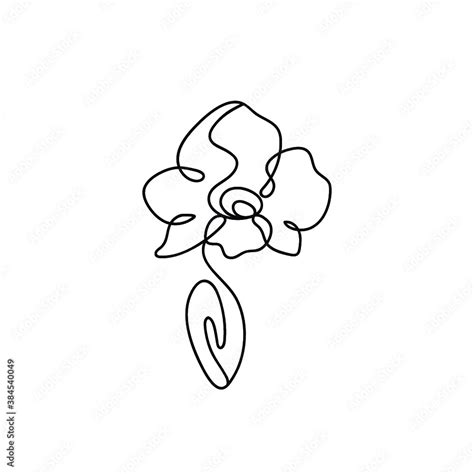 Orchid Phalaenopsis Drawing