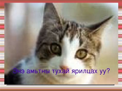 бяцхан муур