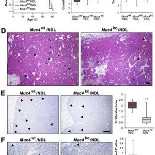 Muc Deletion Modestly Alters Primary Mammary Tumor Histology But Does