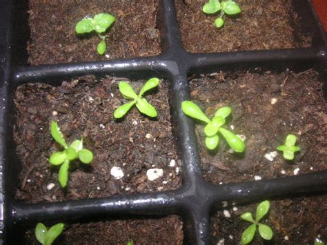 Thumbs Sweet William