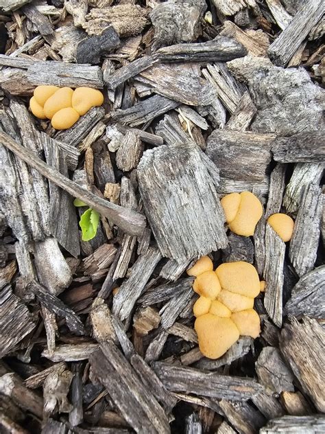 True Slime Molds From Walkersville Md Usa On May At