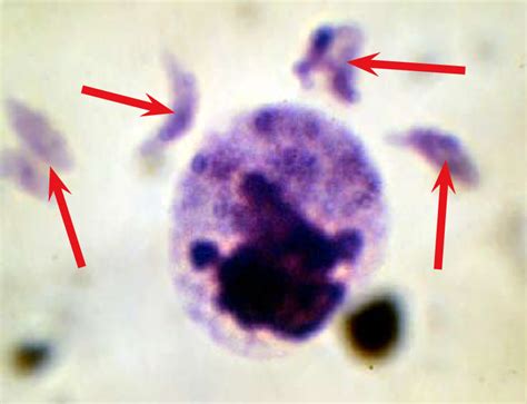 Toxoplasma Gondii Trophozoites Download Scientific Diagram