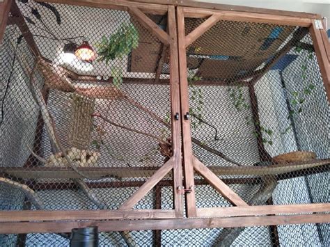 Iguana Cage: Complete Indoor & Outdoor Setup Guide + Ideas!