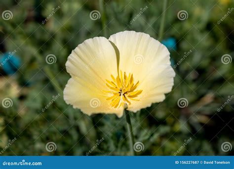 Mexican poppy flower stock image. Image of exterior - 156227687