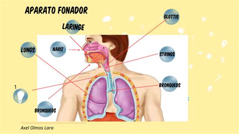 Franja Nuclear Calle Las Partes Del Aparato Fonador Lengua Boca Abuelo