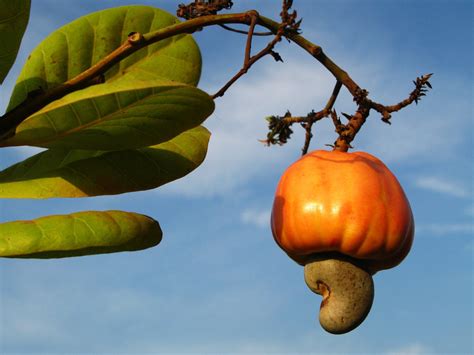 Cashew Fruit Free Photo Download | FreeImages