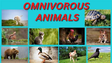 Examples Of Omnivores