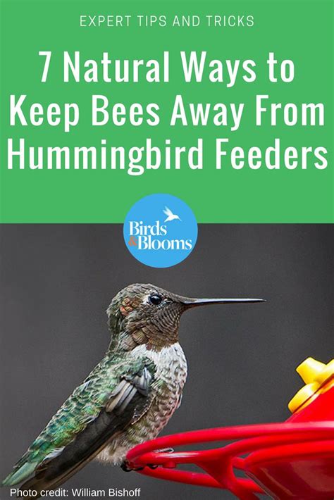 7 Natural Ways To Keep Bees Away From Hummingbird Feeders Humming Bird Feeders Keep Bees Away