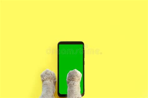 Cat Paw Touching Clicking Tapping And Swiping Phone With Chromakey