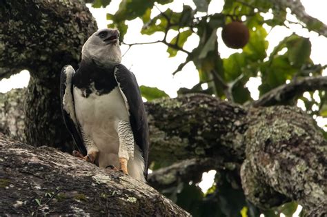 Jewel Of The Amazon The Mythical Harpy Eagle Harpia Harpyja Crees Manu