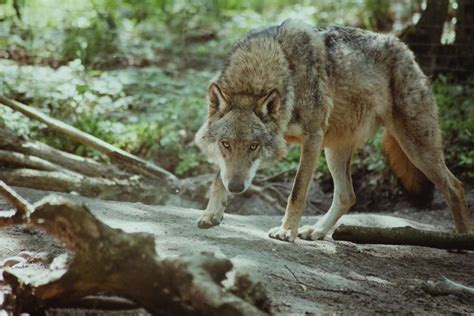 Lobo En El Bosque Rompecabezas En L Nea