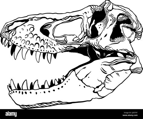 Tyrannosaurus Skull Vector Illustration Stock Vector Image Art Alamy