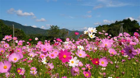 フラワーパークおおずのコスモス畑2021～四季折々の花が咲く大洲市のフォトスポットへ ゆりママんブログ