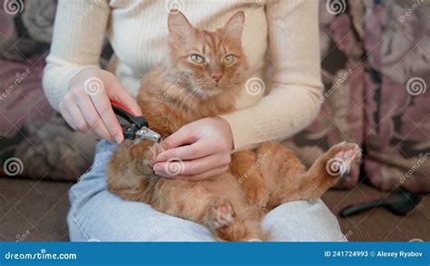 A Menina Segura O Gato Corta Suas Garras E Penteia O Gato Vermelho