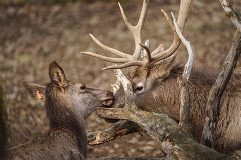 Premium Photo | Altai wapiti