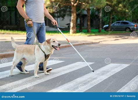 Blind Mature Man With Guide Dog Crossing Road Stock Image Image Of