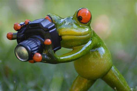 Photographer Frog Funny · Free photo on Pixabay