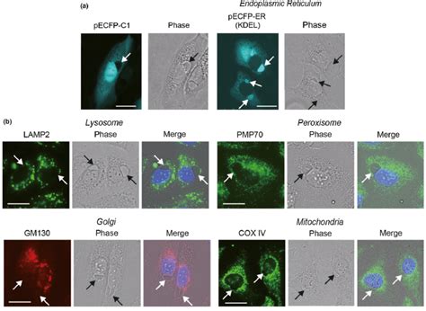 SNIPER TACC3 Induced Vacuoles Are Derived From ER A SNIPER TACC3