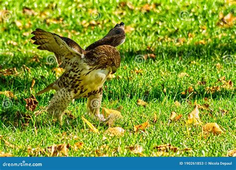 Hawk Grabbing It`s Prey Stock Image Image Of Grass 190261853