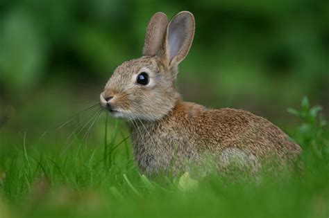Jonge dieren - De boerderij