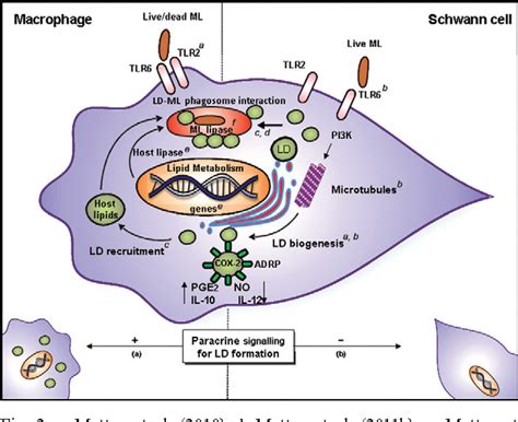 Mycobacterium Leprae Diagram