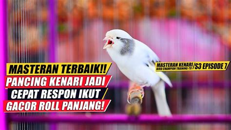 Masteran Suara Burung Kenari Gacor Panjang Cuit Cuit Ngerol Untuk