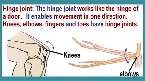 Labeling Worksheet Of Bones And Joints