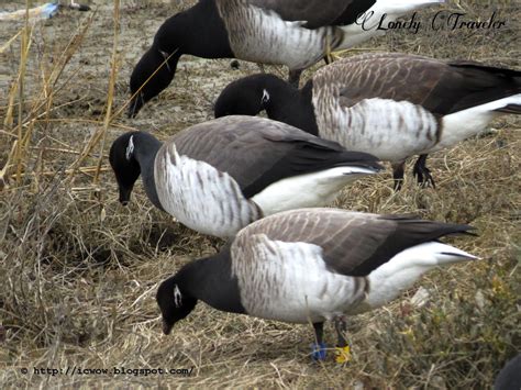 Light Bellied Brent Goose Branta Bernicla Hrota