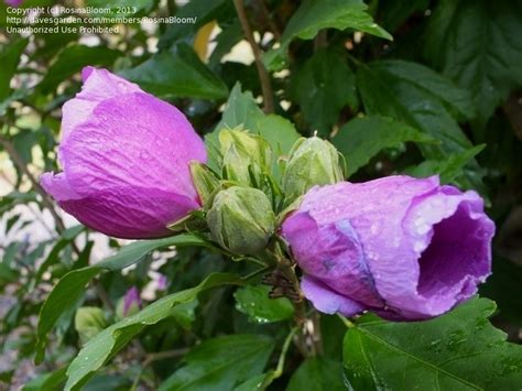 Plantfiles Pictures Hibiscus Rose Of Sharon Shrub Althea Minerva