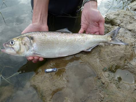 The Re Introduction Of Allis Shad Alosa Alosa In The Rhine System