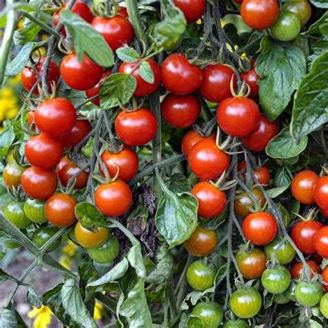 Bonnie Plants Super Sweet 100 Tomato Pot Plant 202107 At