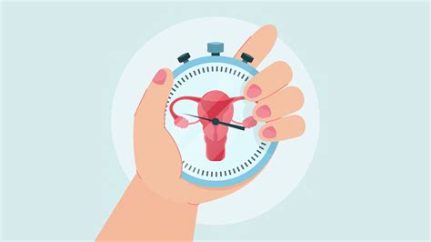 understanding  normal menstrual cycle phases duration  signs