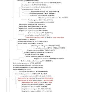 Neighbor Joining Phylogenetic Analysis Of NodC Gene Sequences Of