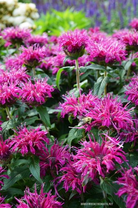 Monarda Gardenview Scarlet Bee Balm Artofit