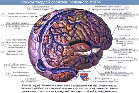 Анатомия: Оболочки головного мозга. Твердая оболочка, dura mater encephali