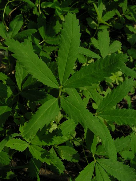 Potentilla palustris