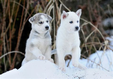 The Best Names For Your Siberian Husky - Nuzzle